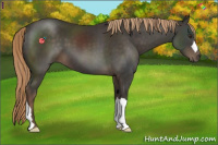 Horse Color:Liver Chestnut 