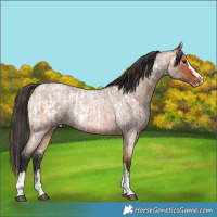 Horse Color:Bay Roan Splash Tobiano Appaloosa  and Bay Roan Splash Tobiano 
