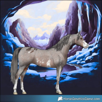 Horse Color:Liver Chestnut Sabino Appaloosa Rabicano 