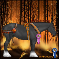 Horse Color:Black Rabicano 