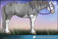 Horse Color:Black Splash Appaloosa 