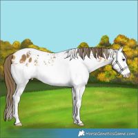 Horse Color:White Spotted Buckskin Near Leopard Rabicano 