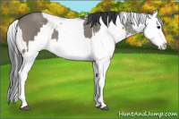 Horse Color:Grullo Sabino Splash  and Grullo Sabino Splash Rabicano 
