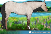 Horse Color:Liver Red Dun Roan 