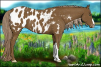 Horse Color:Chocolate Palomino Appaloosa 