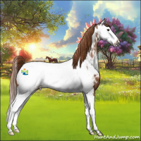 Horse Color:Chestnut Splash Appaloosa 