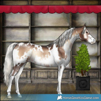 Horse Color:White Spotted Liver Red Onyx Mushroom Sabino Rabicano 