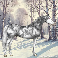 Horse Color:White Spotted Silver Black Chinchilla Splash Rabicano 