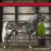 Horse Color:White Spotted Liver Chestnut Mushroom
