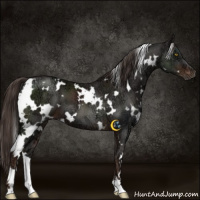 Horse Color:White Spotted Liver Chestnut Ice 