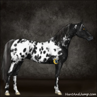Horse Color:White Spotted Liver Chestnut Ice Appaloosa 