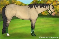 Horse Color:Buckskin Dun 