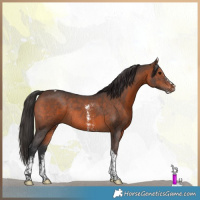 Horse Color:Brown Sabino Tobiano Rabicano
