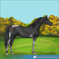 Horse Color:Black Tobiano Rabicano 