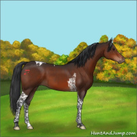 Horse Color:Brown Tobiano