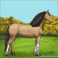 Horse Color:Buckskin 