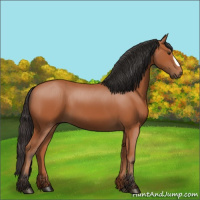 Horse Color:Bay 