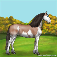 Horse Color:Bay Roan Splash 