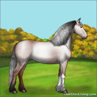 Horse Color:Gray Bay 