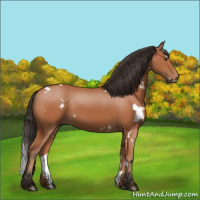 Horse Color:White Spotted Bay 