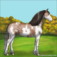 Horse Color:White Spotted Bay Splash 
