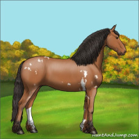 Horse Color:White Spotted Bay 