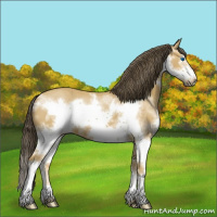 Horse Color:Buckskin Splash Frame 