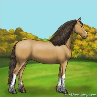 Horse Color:Buckskin 