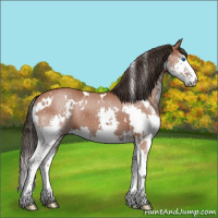 Horse Color:White Spotted Bay Splash 