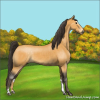 Horse Color:Buckskin Sabino 