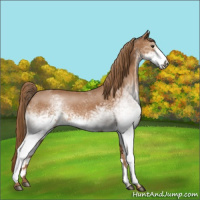 Horse Color:White Spotted Chestnut 