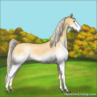 Horse Color:White Spotted Palomino 
