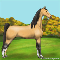 Horse Color:Buckskin Sabino 