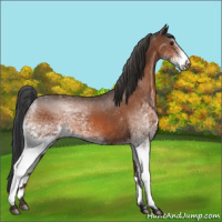 Horse Color:White Spotted Bay 