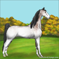 Horse Color:White Spotted Bay 