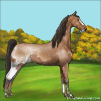 Horse Color:White Spotted Chestnut  and Bay 