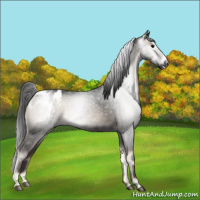 Horse Color:Gray Blue Onyx Appaloosa 