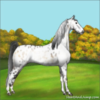 Horse Color:Gray Brown Onyx Appaloosa 