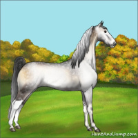 Horse Color:Gray Brown Onyx Appaloosa 