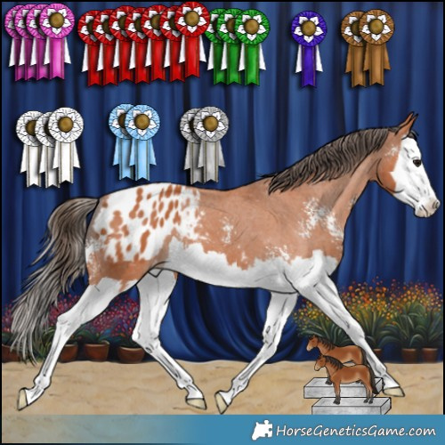 Horse Color:Bay Sabino Splash Appaloosa 