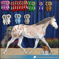 Horse Color:Bay Sabino Splash Appaloosa 