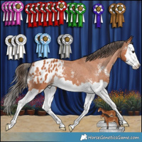 Horse Color:Bay Sabino Splash Appaloosa