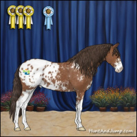 Horse Color:Bay Sabino Appaloosa 