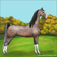 Horse Color:Bay Ice Splash 
