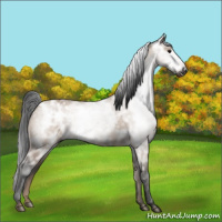 Horse Color:Gray Bay Ice Dun 