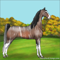 Horse Color:Bay Ice Roan Splash 