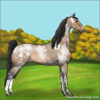 Horse Color:Bay Ice Roan Dun 