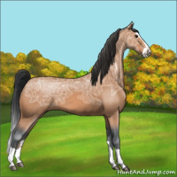 Horse Color:Bay Ice Splash 