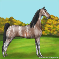 Horse Color:Bay Ice 