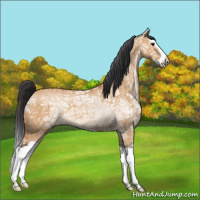 Horse Color:Bay Ice Dun Splash 